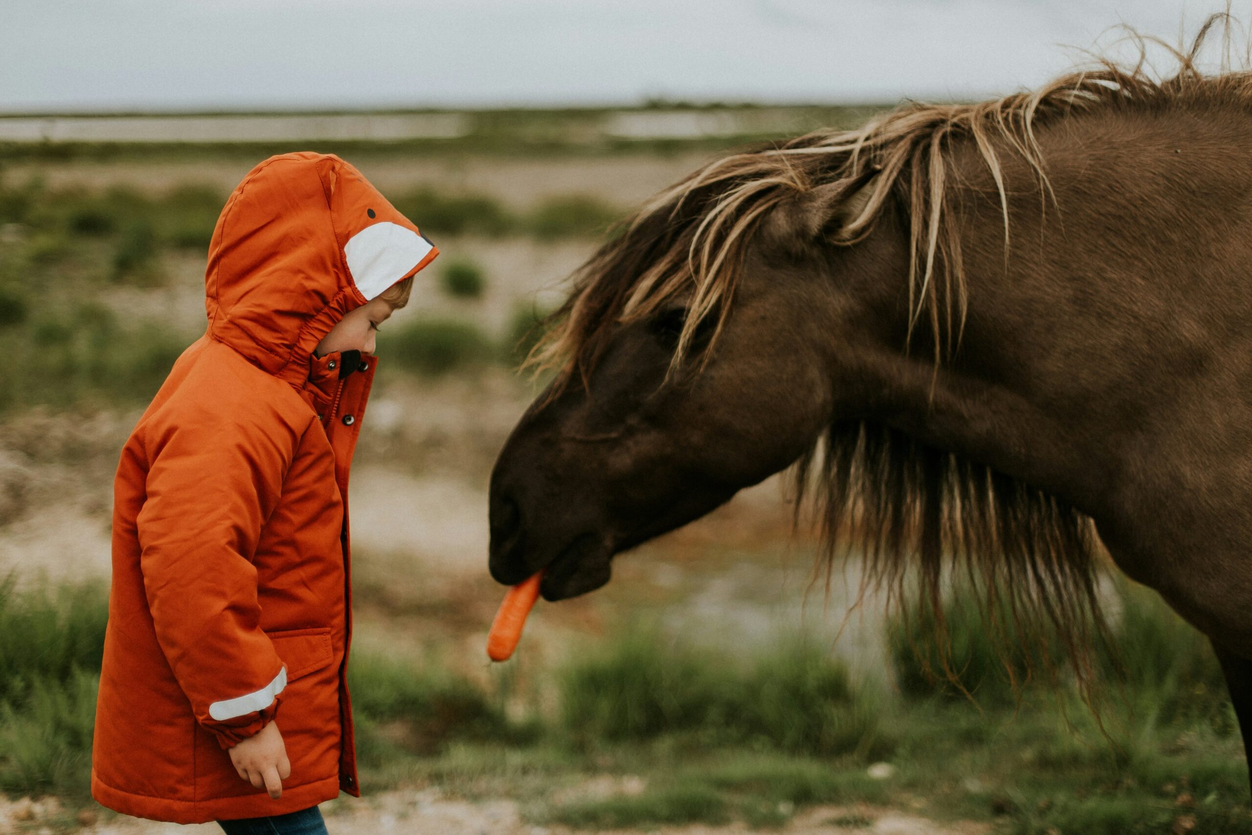 Image of a young boy in an orange fox jacket standing next to a horse. The horse has a carrot in his mouth.