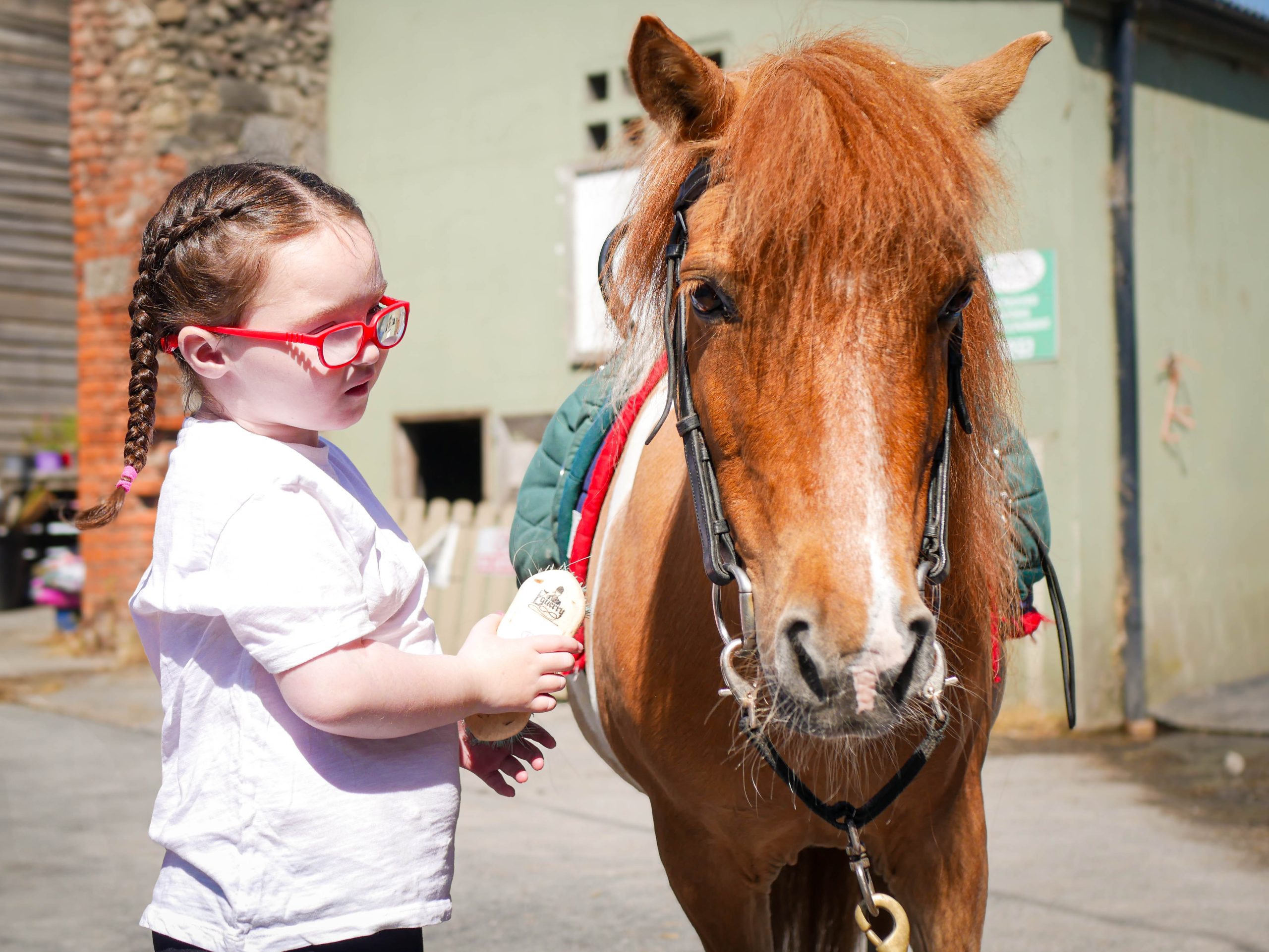 young girl brushing hair of small red horse