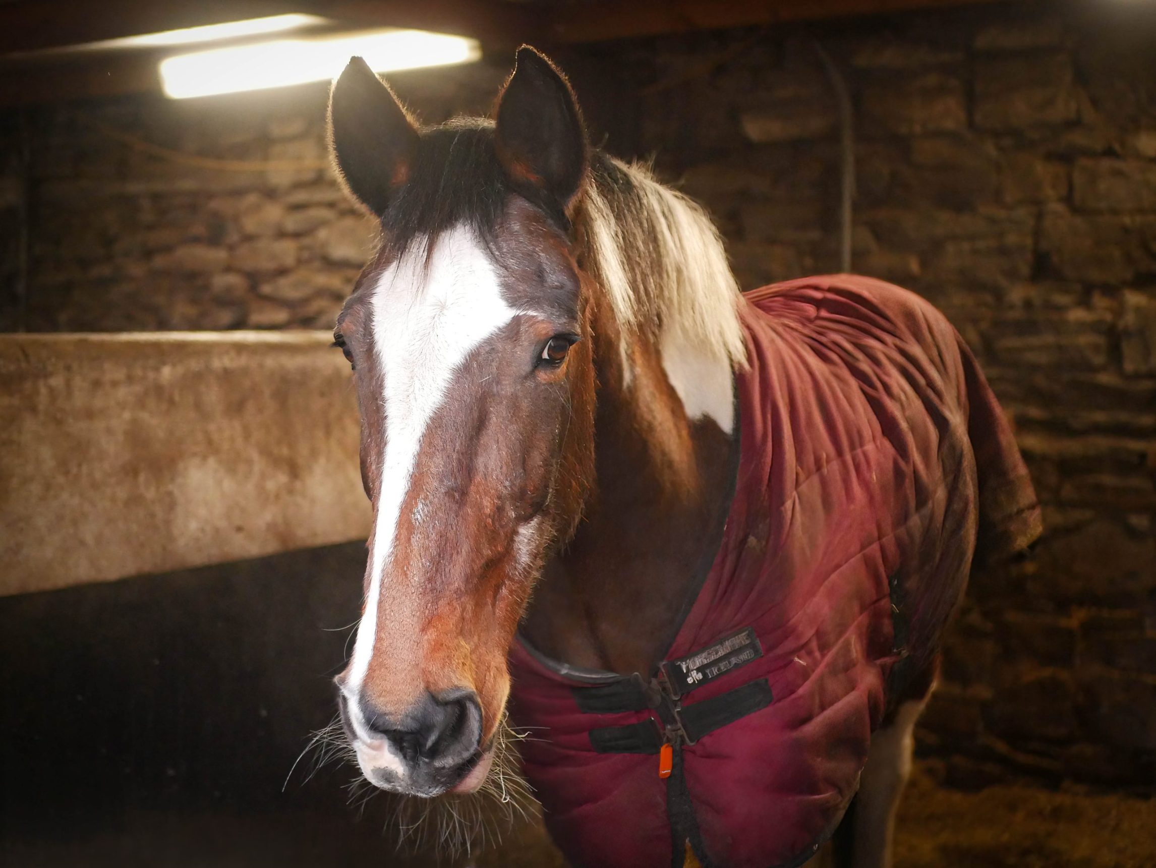 A photo of a brown and white horses in a stone stable wearing a red riding coat.